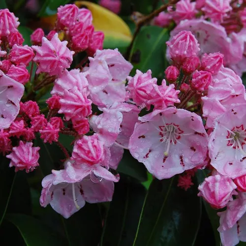 Good Show Mountain Laurel