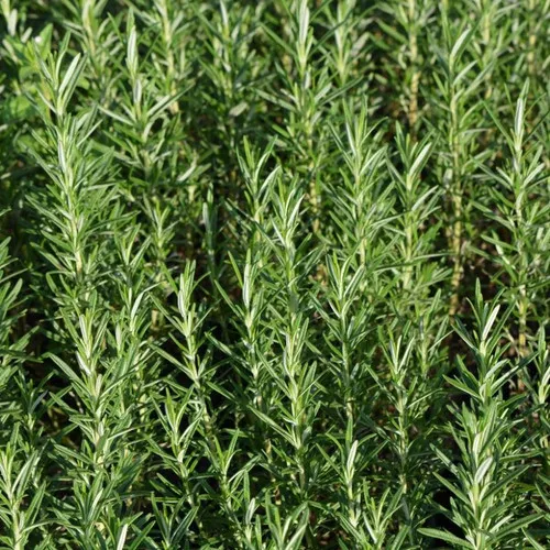 Gorizia Rosemary Plant