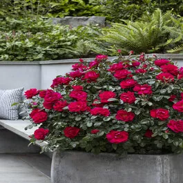 Grace N' Grit™ Pink Shrub Rose