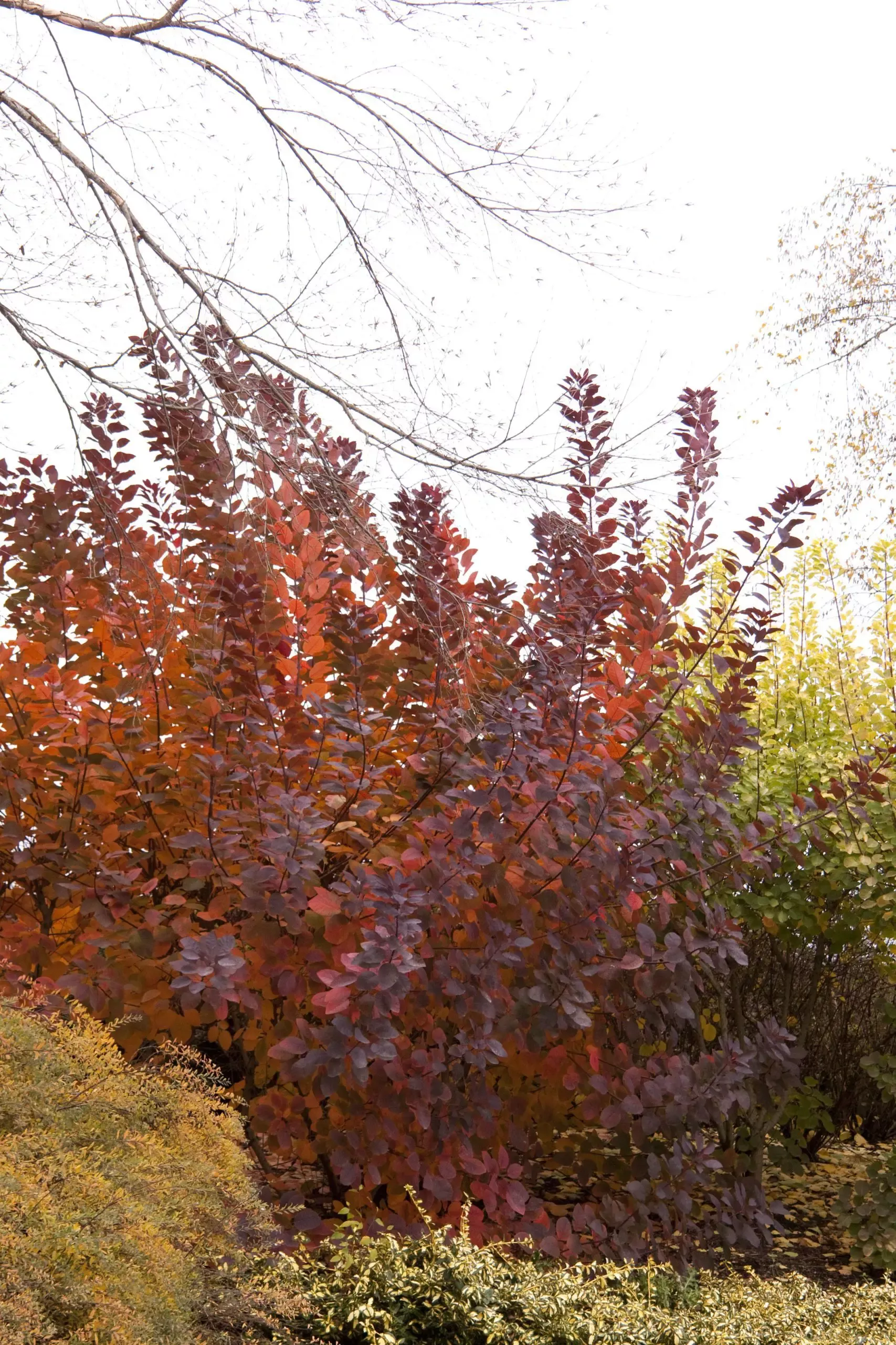 Grace Smoke Tree