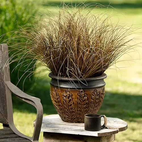 Graceful Grasses Toffee Twist Sedge Grass