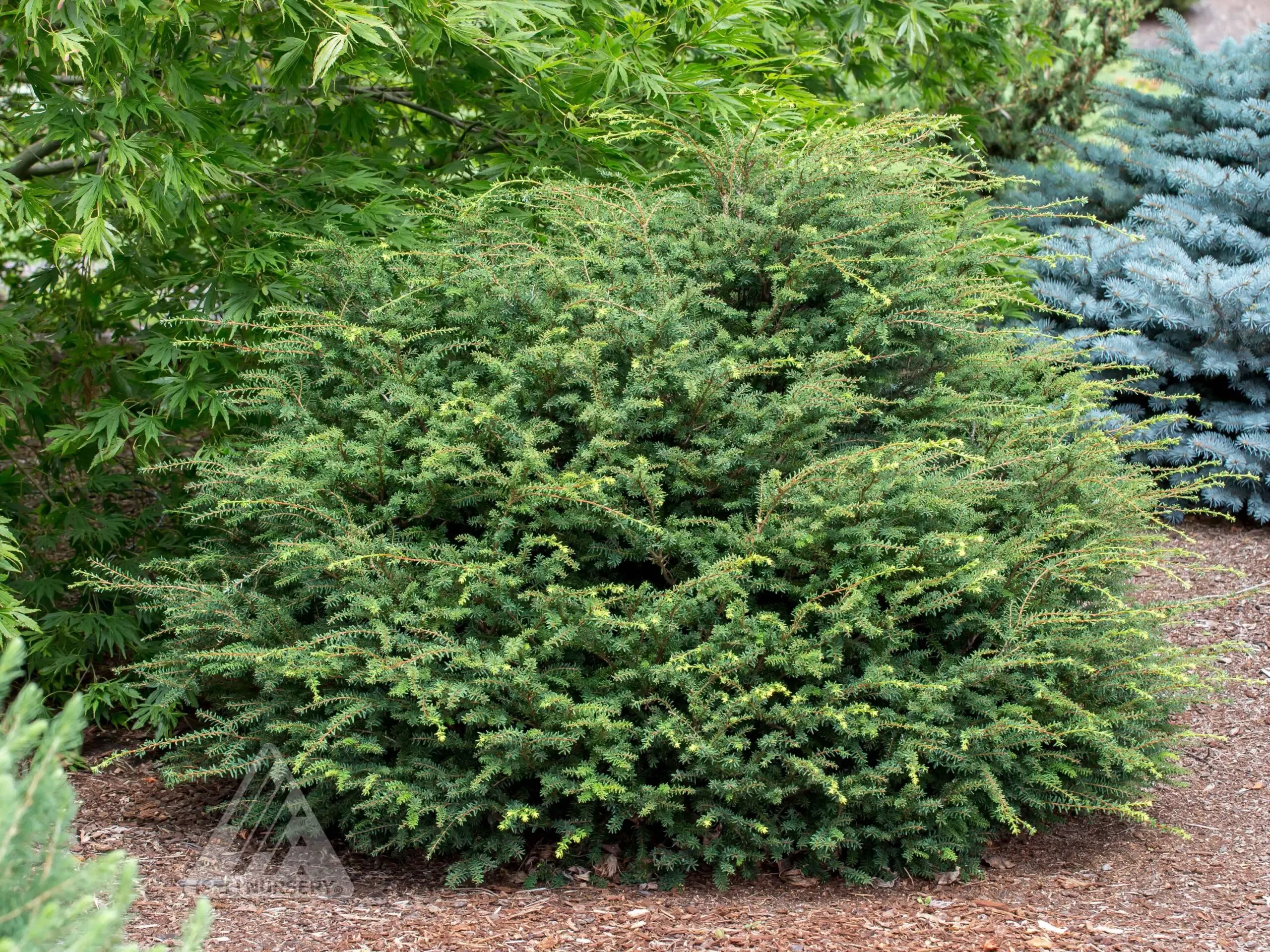 Gracilis Canadian Hemlock