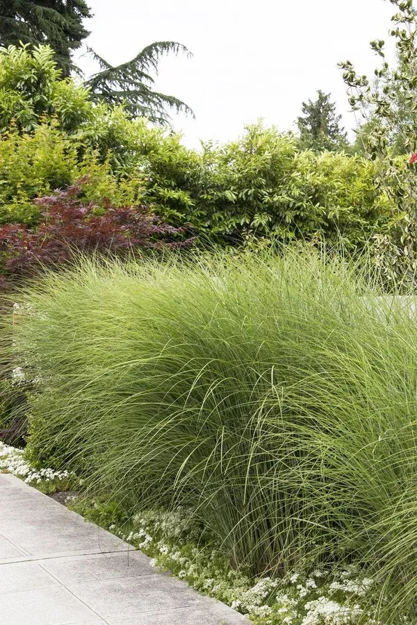 Gracillimus Maiden Grass