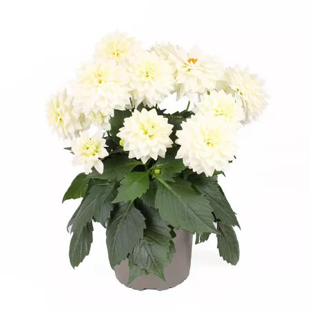Grande White Dahlia