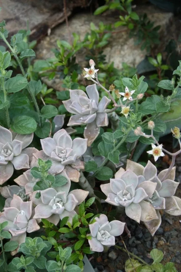 Graptopetalum paraguayense