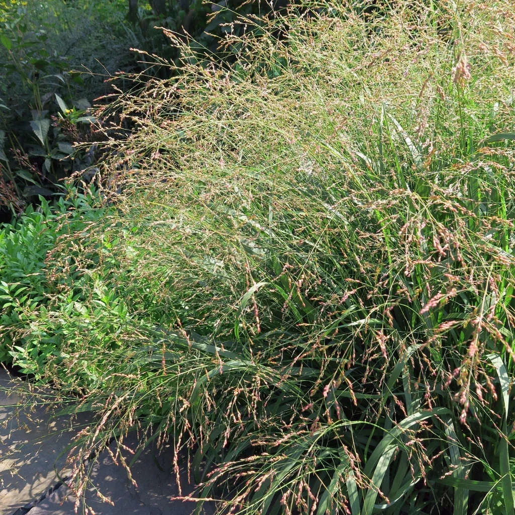 Grass, Cape Breeze Switch Grass, Panic Grass