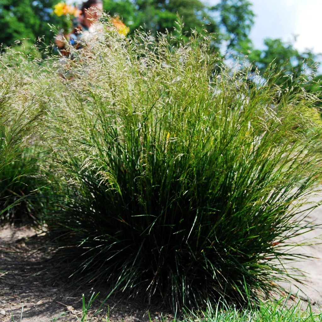 Grass, Tufted Hairgrass