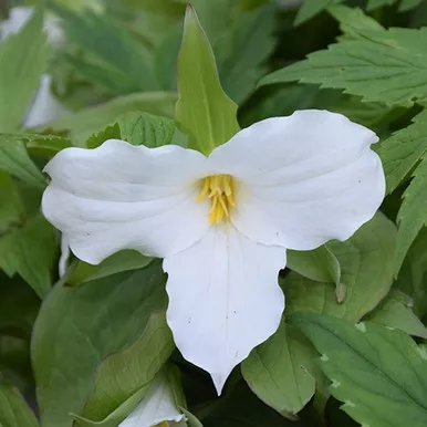 Great White Trillium