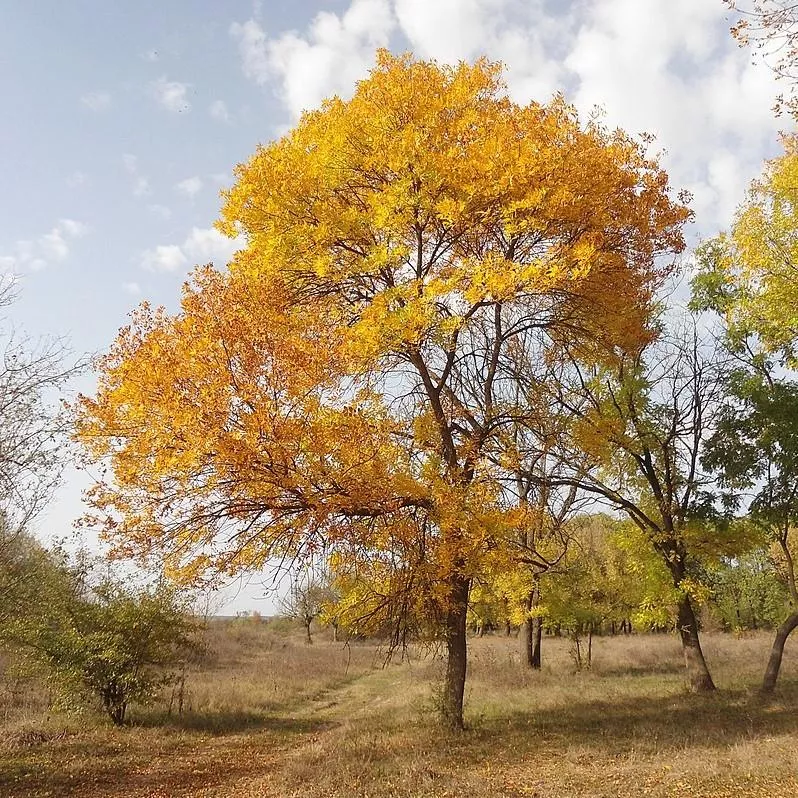 Green Ash