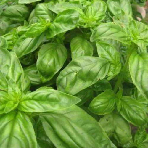 Green Basil Plant
