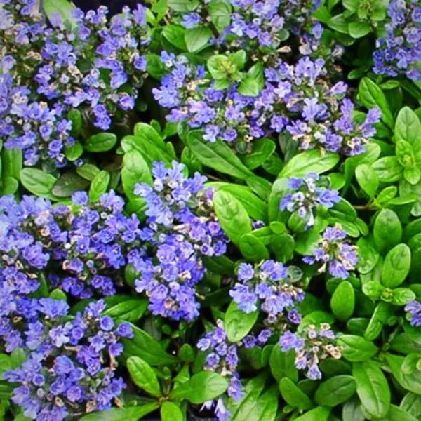 Green Foliage Bugleweed