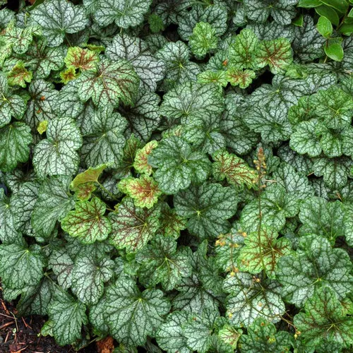 Green Spice Coral Bells