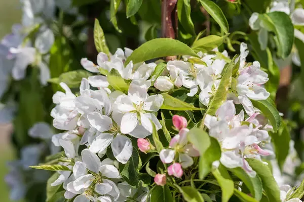 Green Wall Spire Crabapple