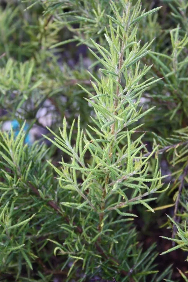 Grevillea 'Canberra Gem'