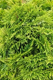 Grune Kugel Western Red Cedar