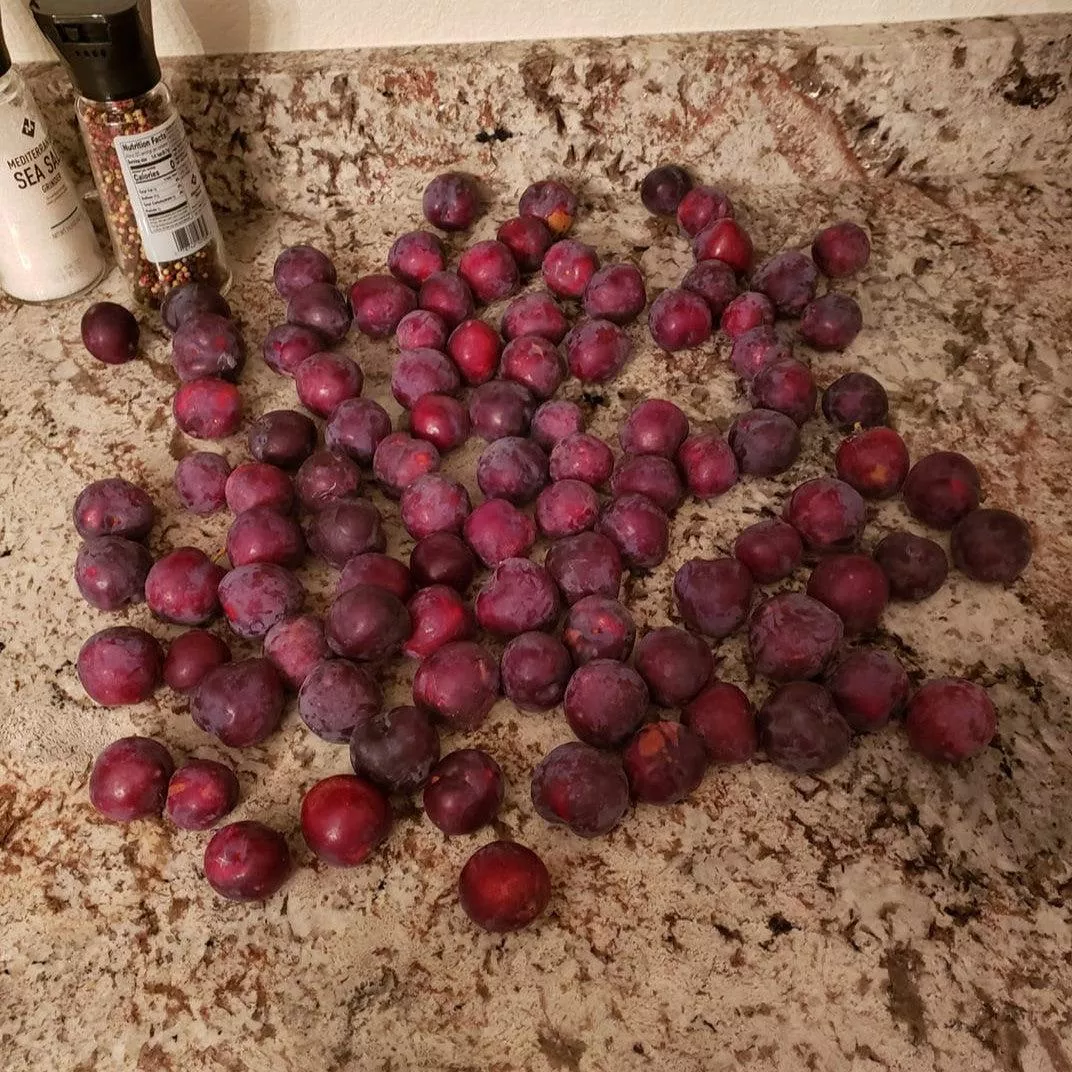 Gulf Rose Plum