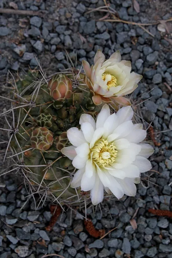 Gymnocalycium deeszianum