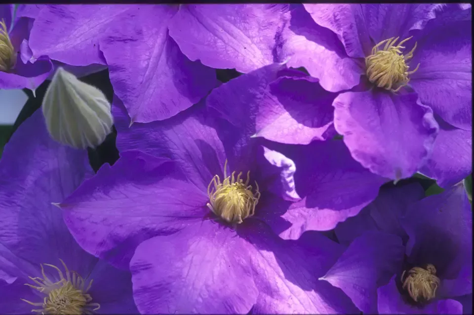 H.F. Young Blue Clematis