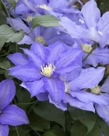 H. F. Young Clematis
