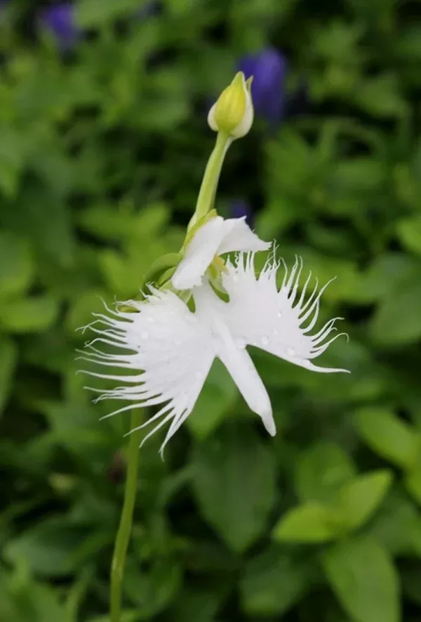 Habenaria radiata