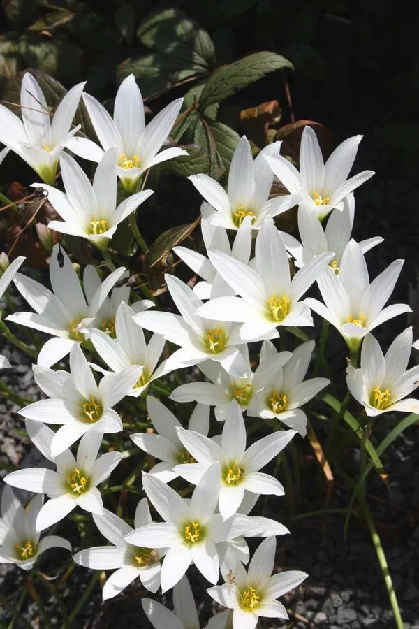 Habranthus magnoi