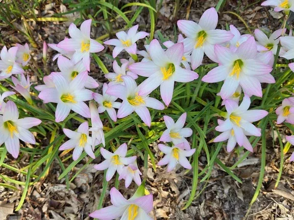 Habranthus robustus 'Albatross'
