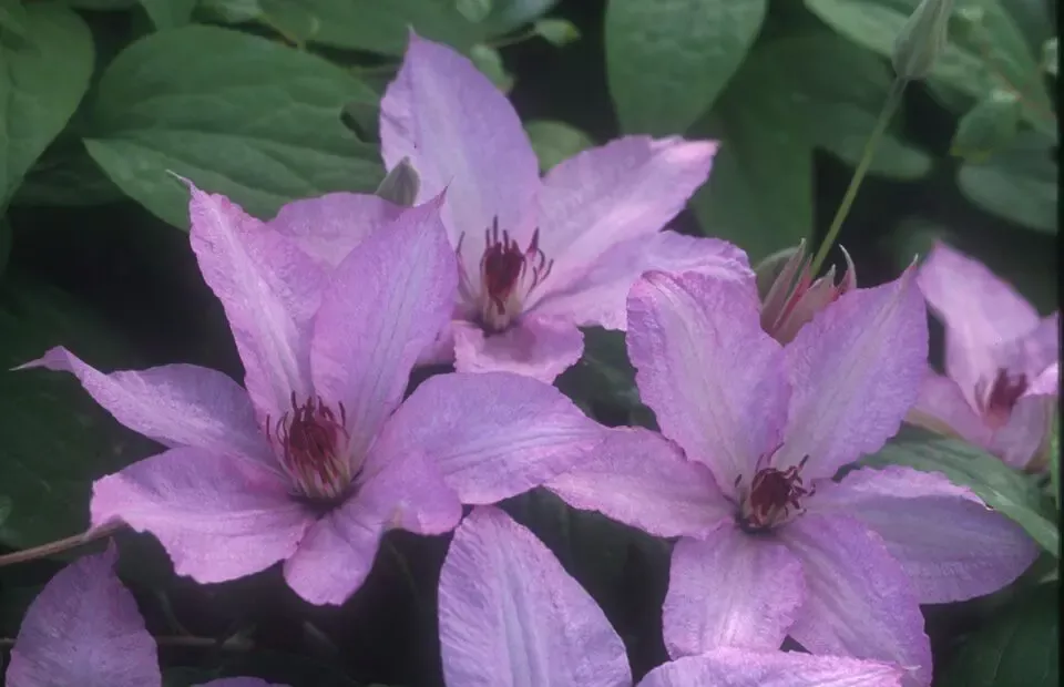 Hagley Hybrid Clematis
