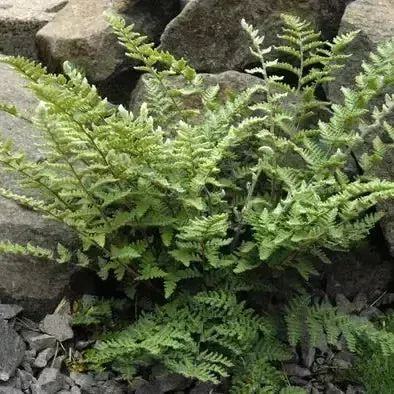 Hairy Lip Fern