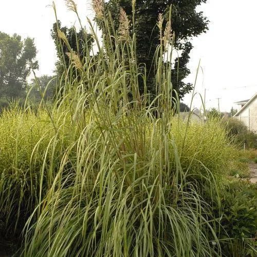 Hardy Pampas Grass, Ravenna Grass