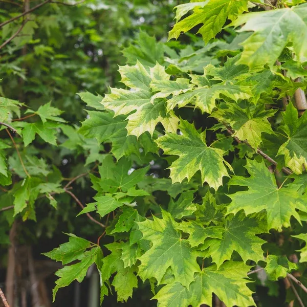 Harlequin Norway Maple#15 Container