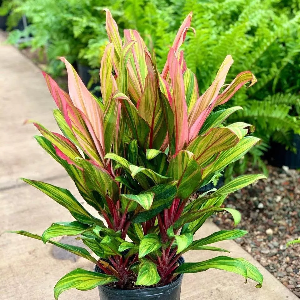 Harlequin Ti Plant