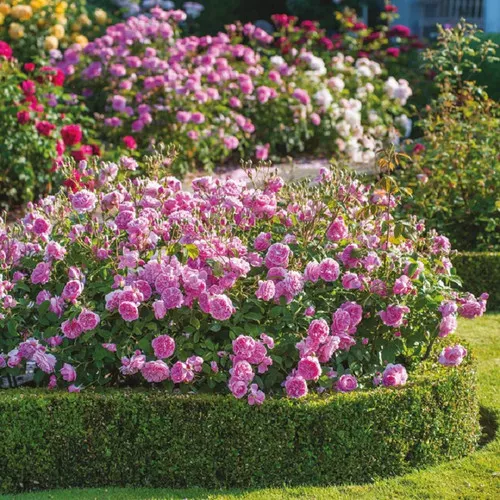 Harlow Carr English Rose