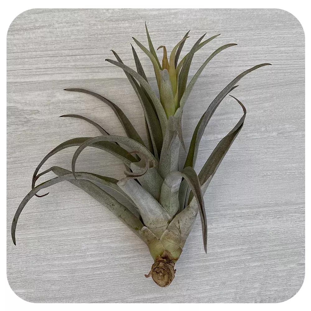 Harrisii
