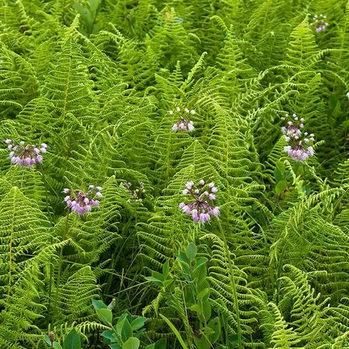 Hay Scented Fern