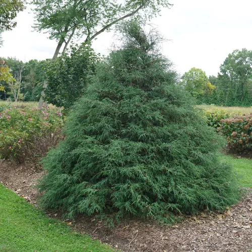 Haywire False Cypress