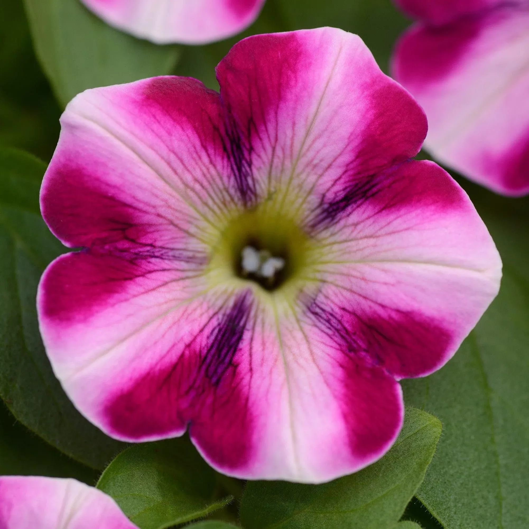 Headliner™ Raspberry Swirl Petunia