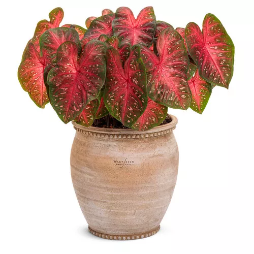 Heart to Heart Fast Flash Caladium