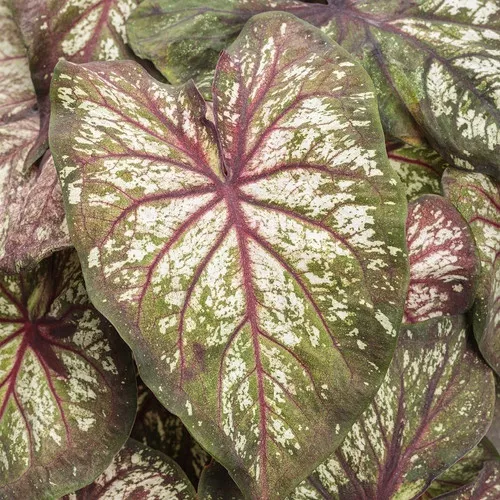Heart To Heart Xplosion Caladium