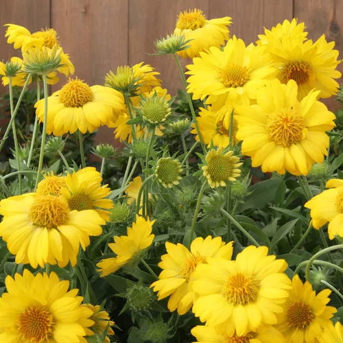 Heat it Up Yellow Blanket Flower