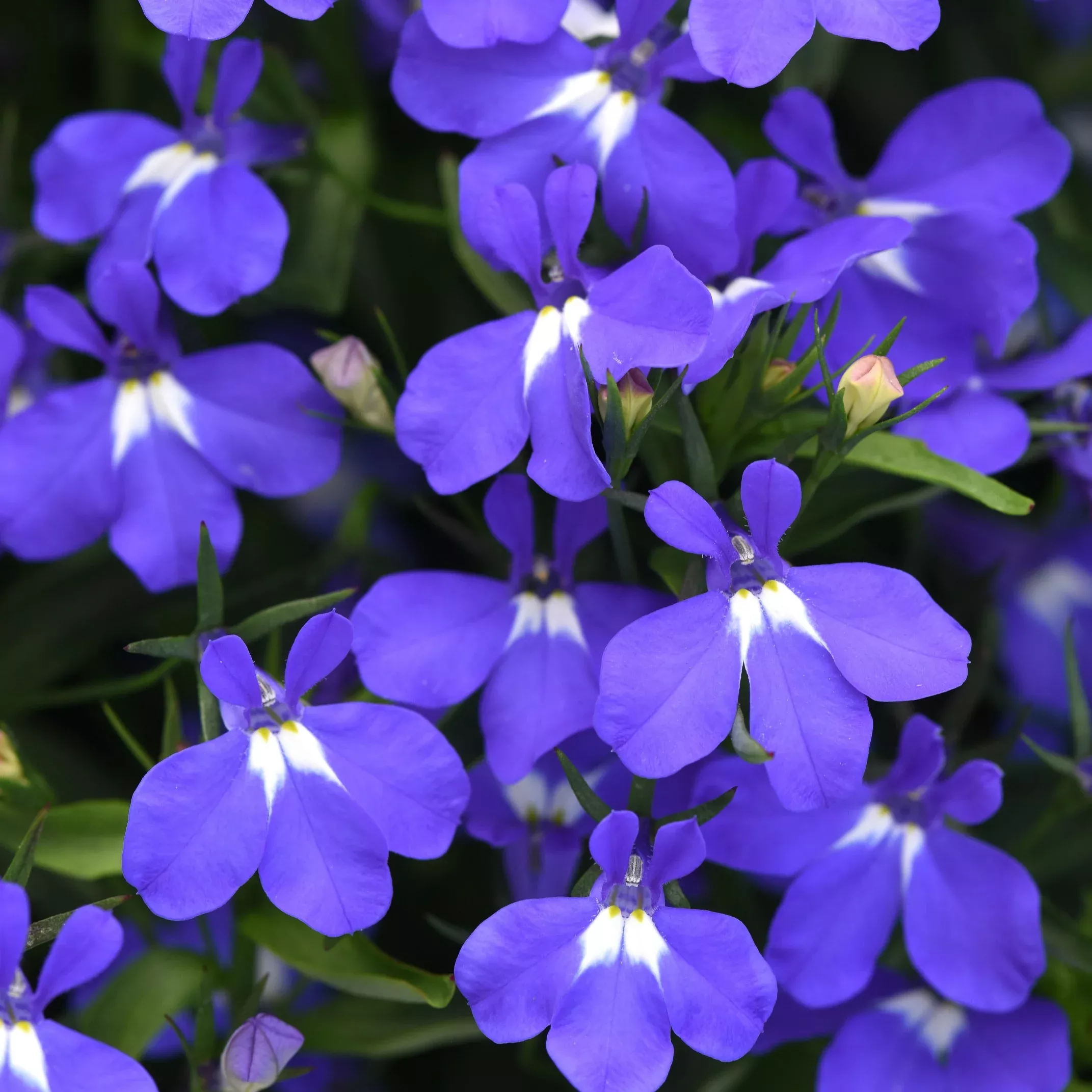 Heatopia™ Blue Lobelia
