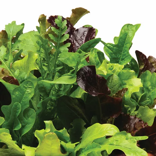 Heatwave Blend Lettuce