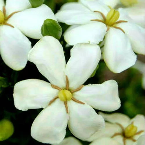 Heaven Scent Gardenia