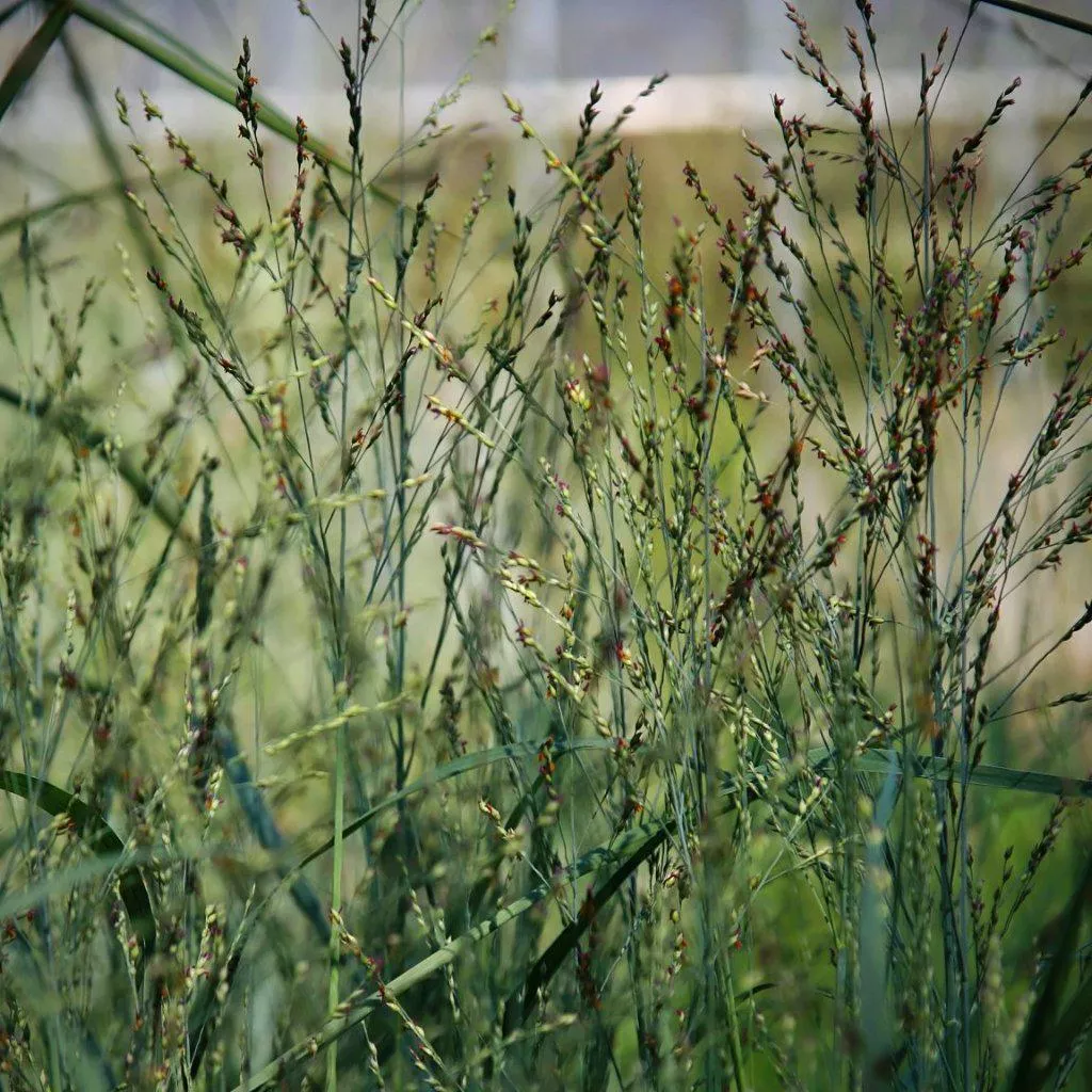 Heavy Metal Switch Grass