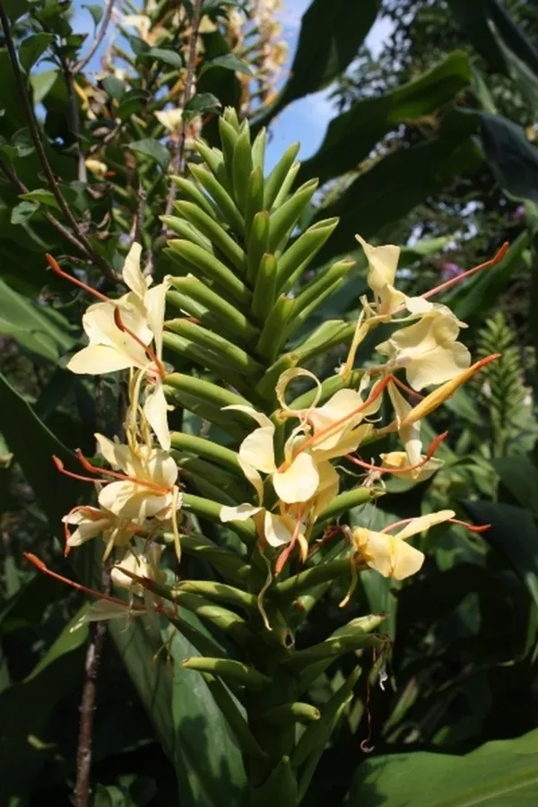 Hedychium 'Extendum'