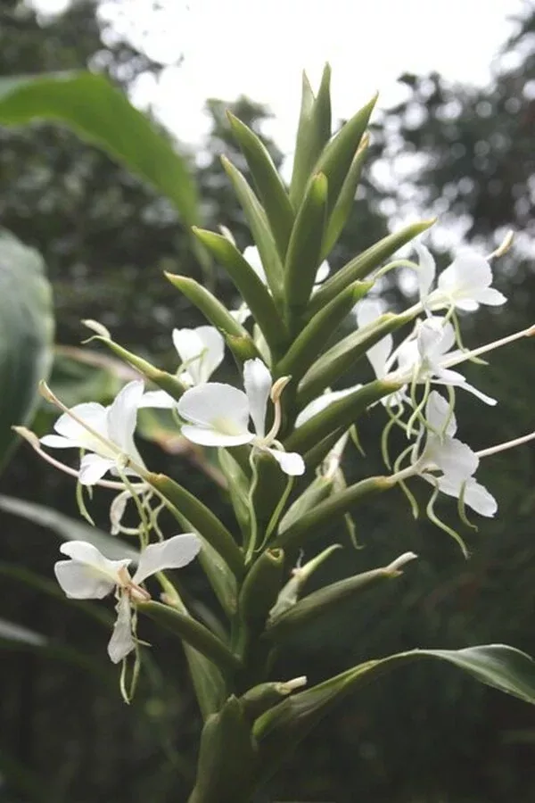 Hedychium flavescens 'Sasquatch'