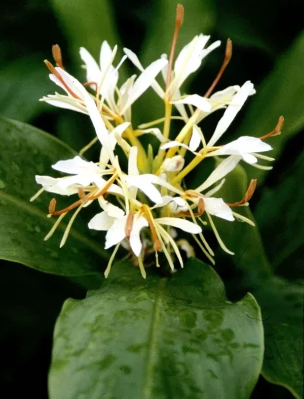 Hedychium forrestii