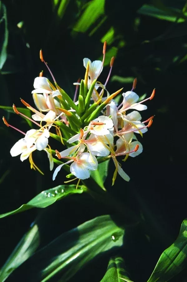 Hedychium 'Tai Conch Pink'