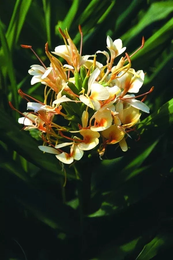 Hedychium 'Tai Empress'