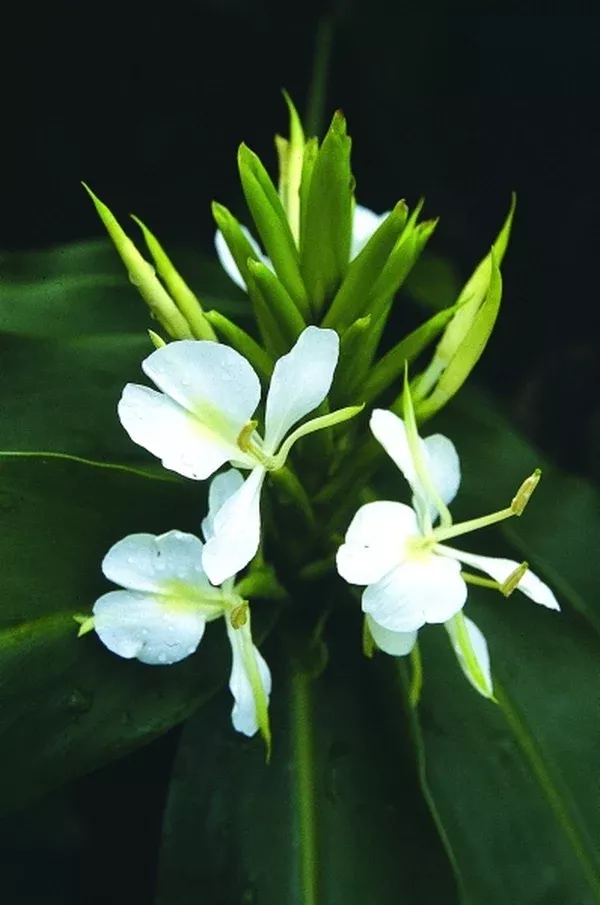 Hedychium 'Tai Mammoth'