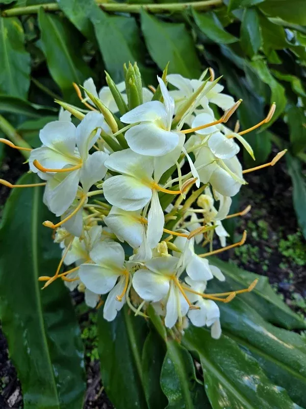 Hedychium 'Tai Monarch'